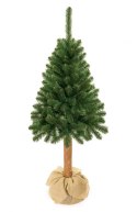 Choinka - Świerk kaukaski na pniu 160 cm